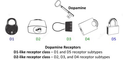dopamine.receptors.150803