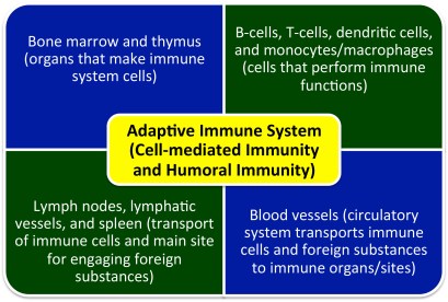 PD-Immune.system.150505a