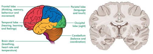 Brain.anatomy.150803