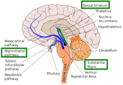 Nigrostriatal.pathway