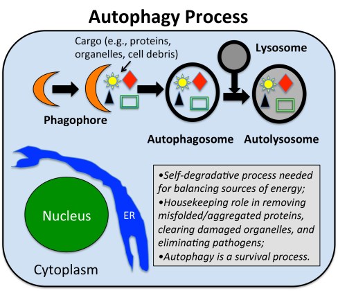 AutophagyScheme.151129