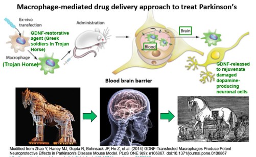 Macrophages+Parkinsons.160208