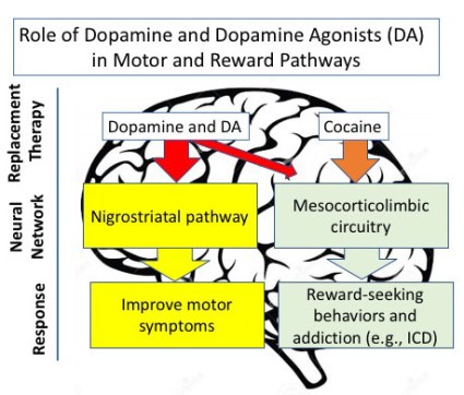 18.01.07.Dopamine_Motor_Reward