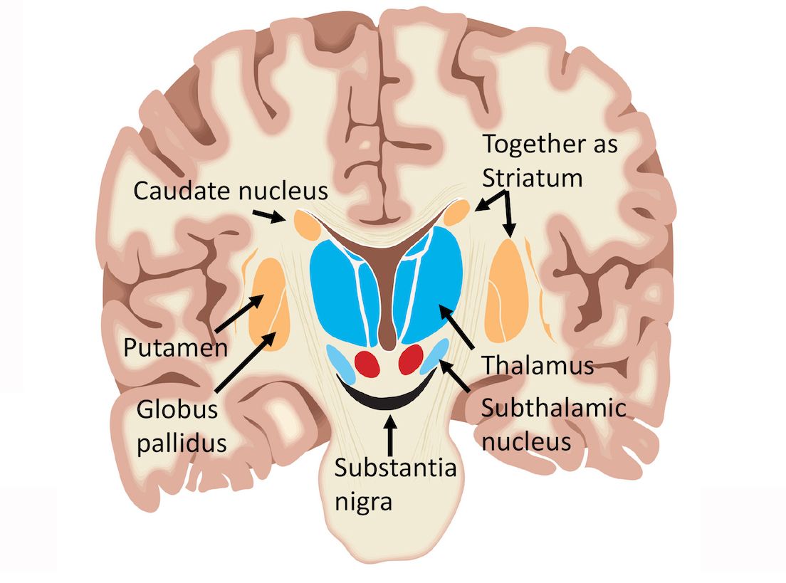 Substantia Nigra And Basal Ganglia Substantia Nigra And Basal Ganglia