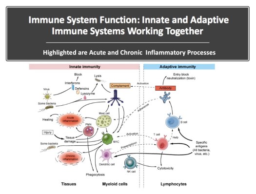 The Aging Immune System and Parkinson’s – Journey with Parkinson's