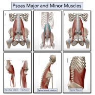 Journey With Parkinson s Rigid And Sore Muscles Psoas Piriformis Journey With Parkinson s Rigid And Sore Muscles Psoas Piriformis